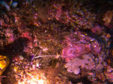 Raja Ampat underwater-3941.jpg