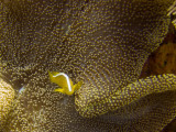 Raja Ampat underwater-3983.jpg