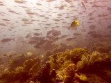 Raja Ampat underwater-4007.jpg