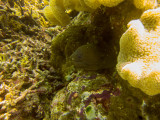 Raja Ampat underwater-4169.jpg