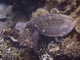 Raja Ampat underwater-4244.jpg