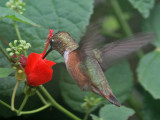 hummingbird-rufous9285-1024.jpg
