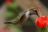 hummingbird-rufous9295-1024.jpg