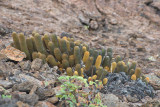Cactus de lave