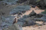 Buse des Galapagos