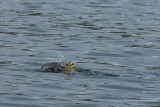 Accouplement de tortues vertes