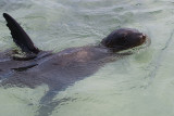 Otarie des Galapagos
