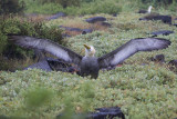 Albatros des Galapagos