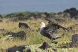 Albatros des Galapagos