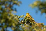 Bruant jaune