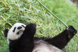 Panda gant (Hao-Hao)
