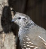 Q is for quail