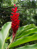 Tahitian Red Ginger, Botanical garden, Tahiti (11/7/2013)