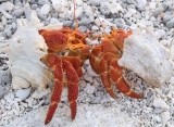 Pair of hermit crabs (4/3/2014)