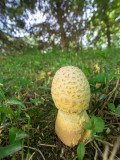 Amanita muscaria (5/26/2014)