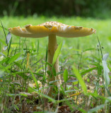 Amanita muscaria (5/29/2014)