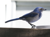 Bluejay