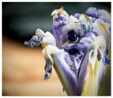 feb 10 elderly iris