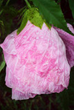 july 30 wet hibiscus.jpg