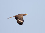 Eastern Grey Plantain-eater