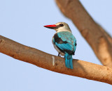 Woodland Kingfisher