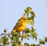 weaver
