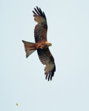 Yellow-billed Kite