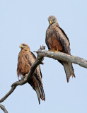 Yellow-billed Kite
