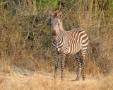 Animals of Uganda 2013