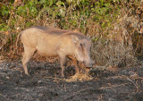 Warthog