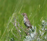 Bairds Sparrow