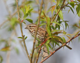 Song Sparrow