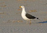 Great black-backed gull