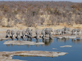 Zebra at the Halali Camp Waterhole