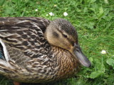 Mother Duck looking at Daisy