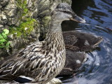 Mother Duck with hiding family.