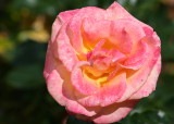 IMG_6672pp.jpg