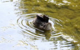 DSCF0686ppp.jpg