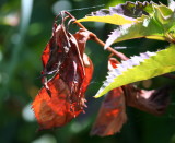 IMG_6781pp.jpg