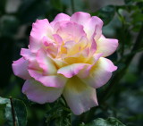 IMG_6801pp.jpg