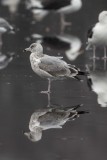 2nd winter Thayers Gull (Larus thayeri) or Nelsons Gull (Herring x Glaucous hybrid), Eel Pond, Rye, NH
