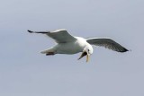 Herring Gull (Larus argentatus), Jeffreys Ledge, out of Rye, NH