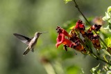 Ruby-throated Hummingbird (Archilochus colubris), East Kingston, NH