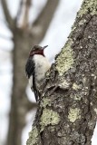 Red-headed Woodpecker (immature) (Melanerpes erythrocephalus), Adams Point, Durham,NH