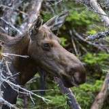 Moose (Alces alces andersoni), female, Cape Breton NP, Nova Scotia, Canada