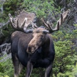 Moose (Alces alces andersoni), male, Cape Breton NP, Nova Scotia, Canada