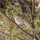 Field Sparrow (Spizella pusilla), Reservation Road, Deerfield, NH