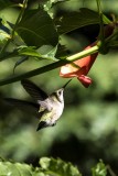 Ruby-throated Hummingbird (Archilochus colubris), East Kingston, NH