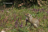 European ground squirrel <i>(Spermophilus citellus)</i>