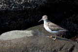 spotted sandpiper